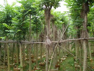 供應(yīng)用于的火焰木5公分袋苗！5公分火焰木袋苗哪里有賣！火焰木5公分袋苗供應(yīng)基地！