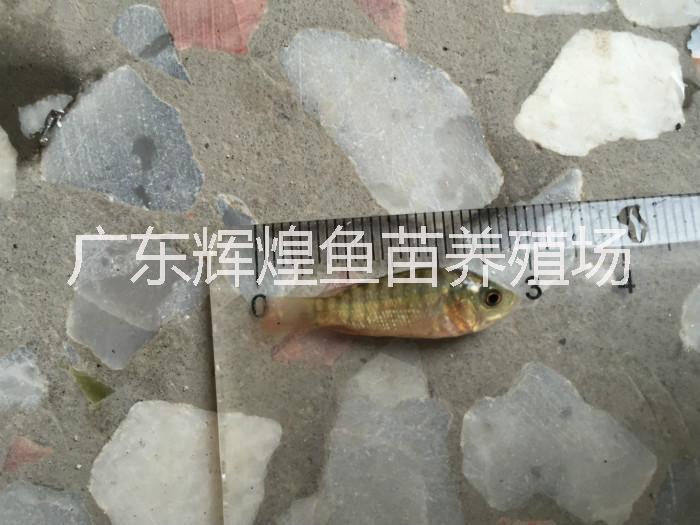高產(chǎn)量淡水羅非魚苗批發(fā)供應(yīng)，安徽江西*羅非魚苗供應(yīng)商，廣東羅非魚非洲鯽魚養(yǎng)殖技術(shù)，山東福壽魚苗價格