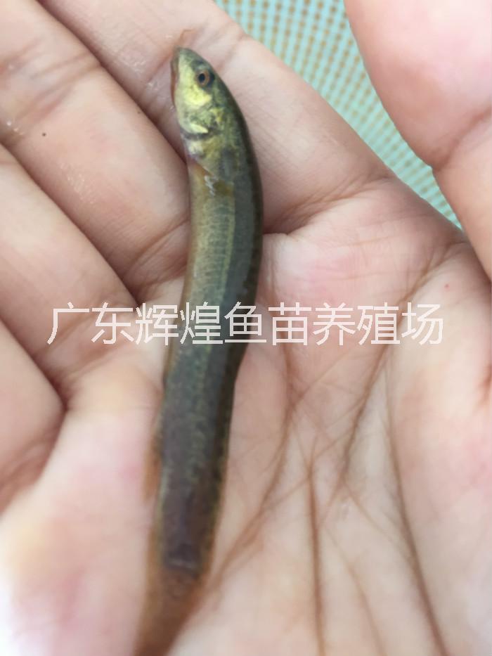 臺(tái)灣泥鰍養(yǎng)殖技術(shù)，泥鰍批發(fā)，泥鰍價(jià)格，山東泥鰍供應(yīng)商