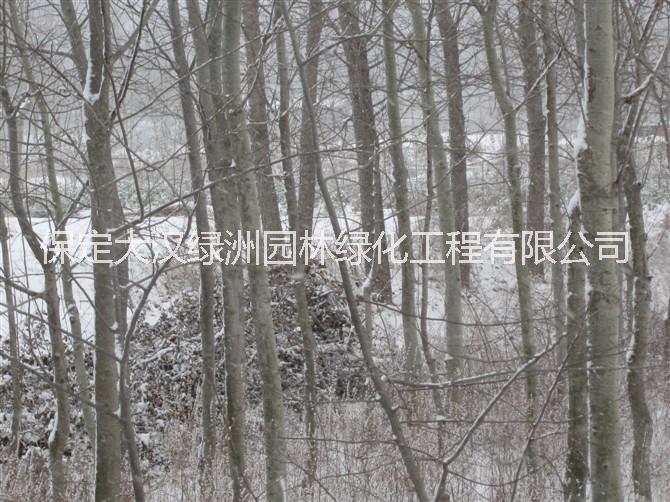 供應(yīng)用于園林綠化的河北出售毛白楊品種多規(guī)格全價低