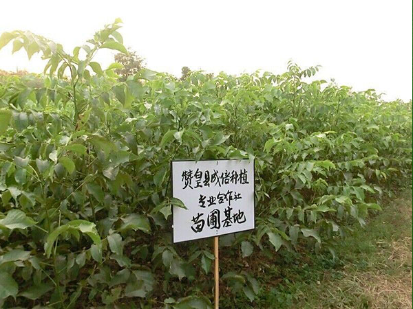 供應(yīng)求購(gòu)核桃樹(shù)苗 核桃苗 遼核核桃苗 薄皮核桃苗