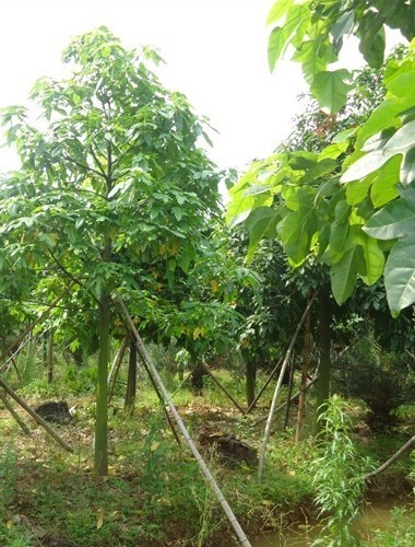 供應(yīng)澳洲火焰木-批發(fā)澳洲火焰木-澳洲火焰木價(jià)格-基地澳洲火焰木直銷-*澳洲火焰木供應(yīng)-*澳洲火焰木批發(fā)