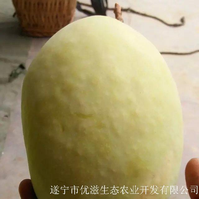 攀枝花芒果 新鮮水果*電話 批發(fā)訂單承接