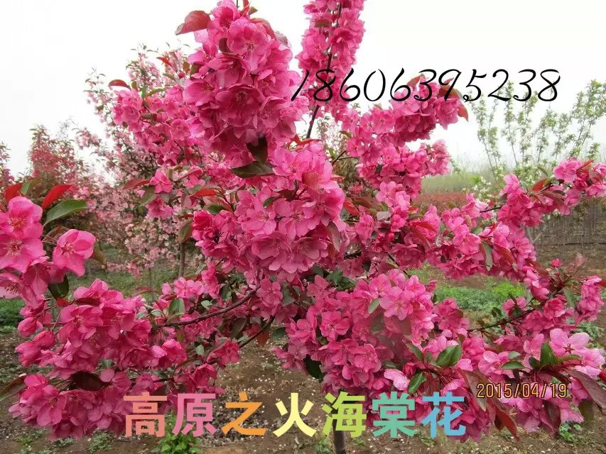 供應(yīng)高原之火海棠,高原之火小苗基地