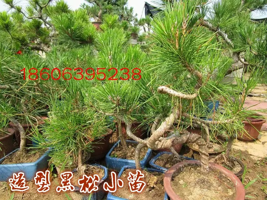 供應(yīng)黑松小苗價(jià)格，造型黑松小苗，油松小苗，黑松大樹