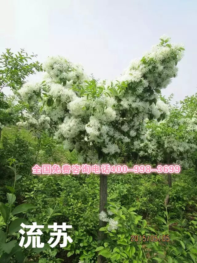 供應(yīng)雪花海棠批發(fā)報(bào)價(jià)電話 雪花海棠批發(fā)基地