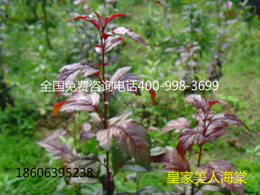 供應(yīng)*美人海棠，北美海棠新品種