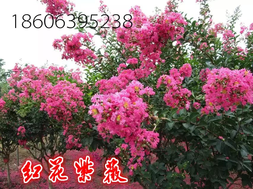 供應(yīng)百日紅，紅花紫薇，紅火箭紫薇，紫葉紫薇