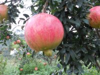 2015年會理石榴新鮮水果*電話