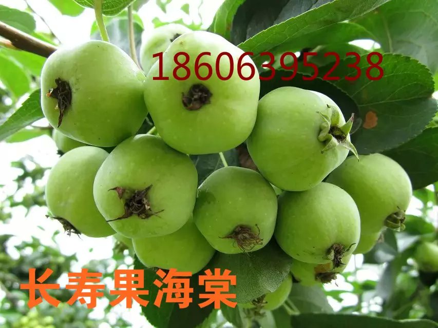 供應(yīng)用于的*雨點(diǎn)海棠的葉是紅色的嗎？*雨點(diǎn)果子有多大？