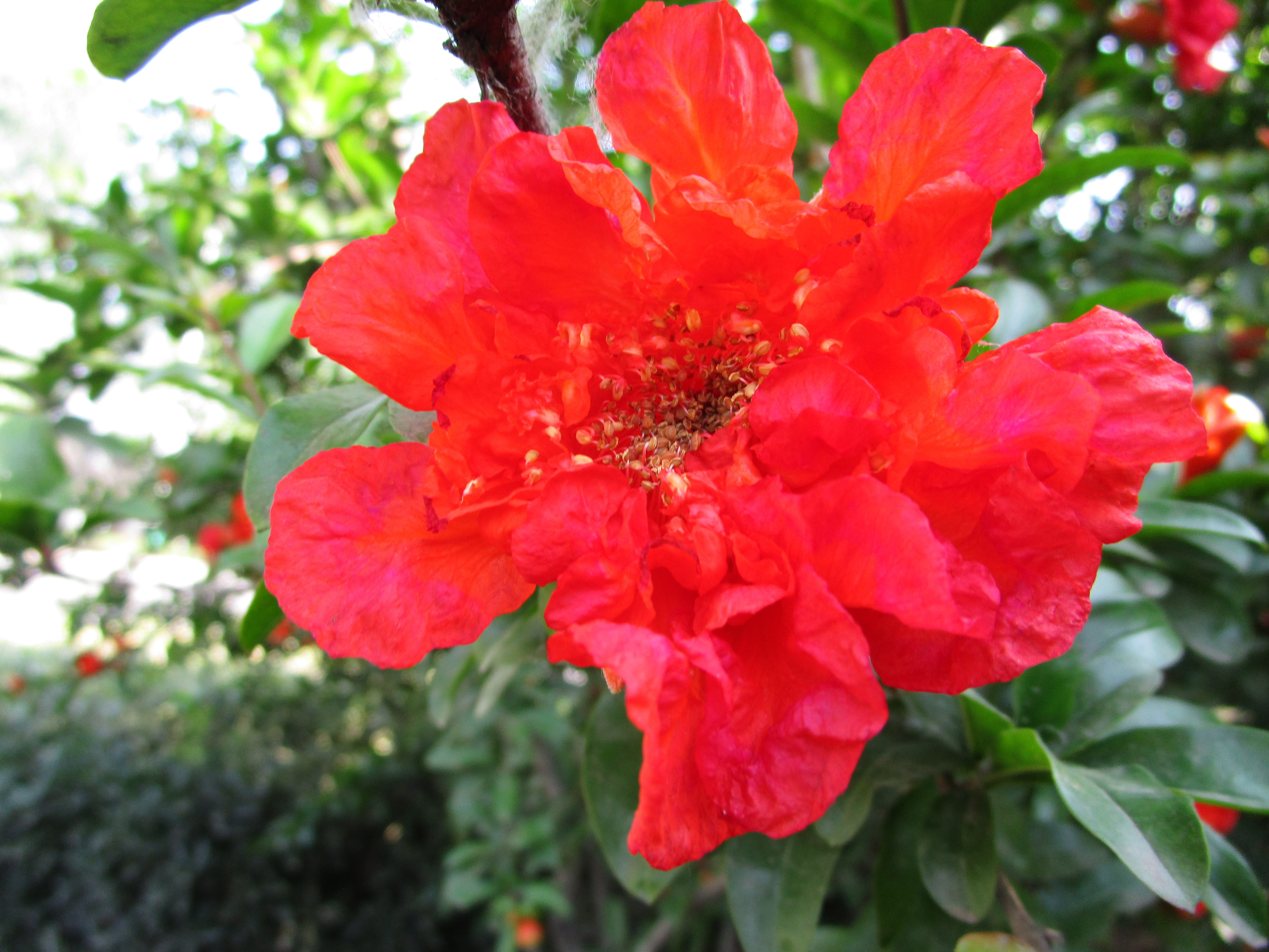 供應(yīng)大量供應(yīng)石榴樹苗，花石榴。牡丹花石榴。果石榴