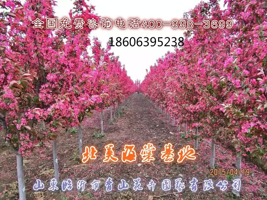 供應(yīng)山東臨沂綠化苗木生產(chǎn)商，北美海棠生產(chǎn)基地