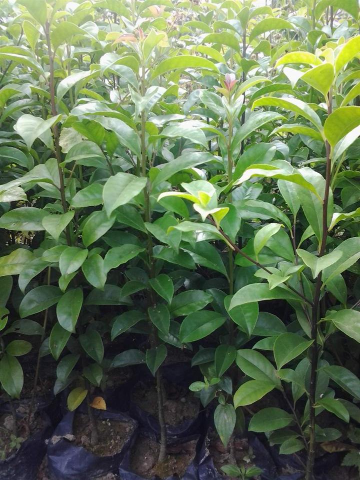 廣東基地直銷鐵冬青價格60-80公分高鐵冬青苗培育種植