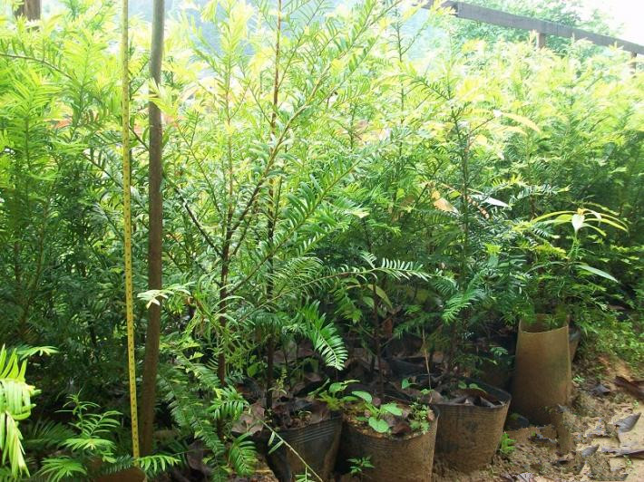 紅豆杉 廣東惠州批發(fā)出售紅豆杉苗，*紅豆杉樹苗綠化苗