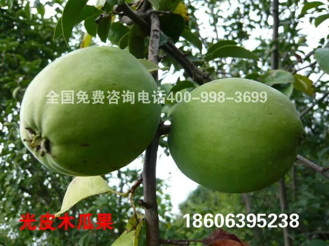 供應(yīng)臨沂木瓜海棠哪家好，臨沂木瓜園藝