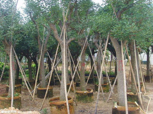 供應雞冠刺桐-供應云南雞冠刺桐-供應云南昆明雞冠刺桐-供應云南東川雞冠刺桐