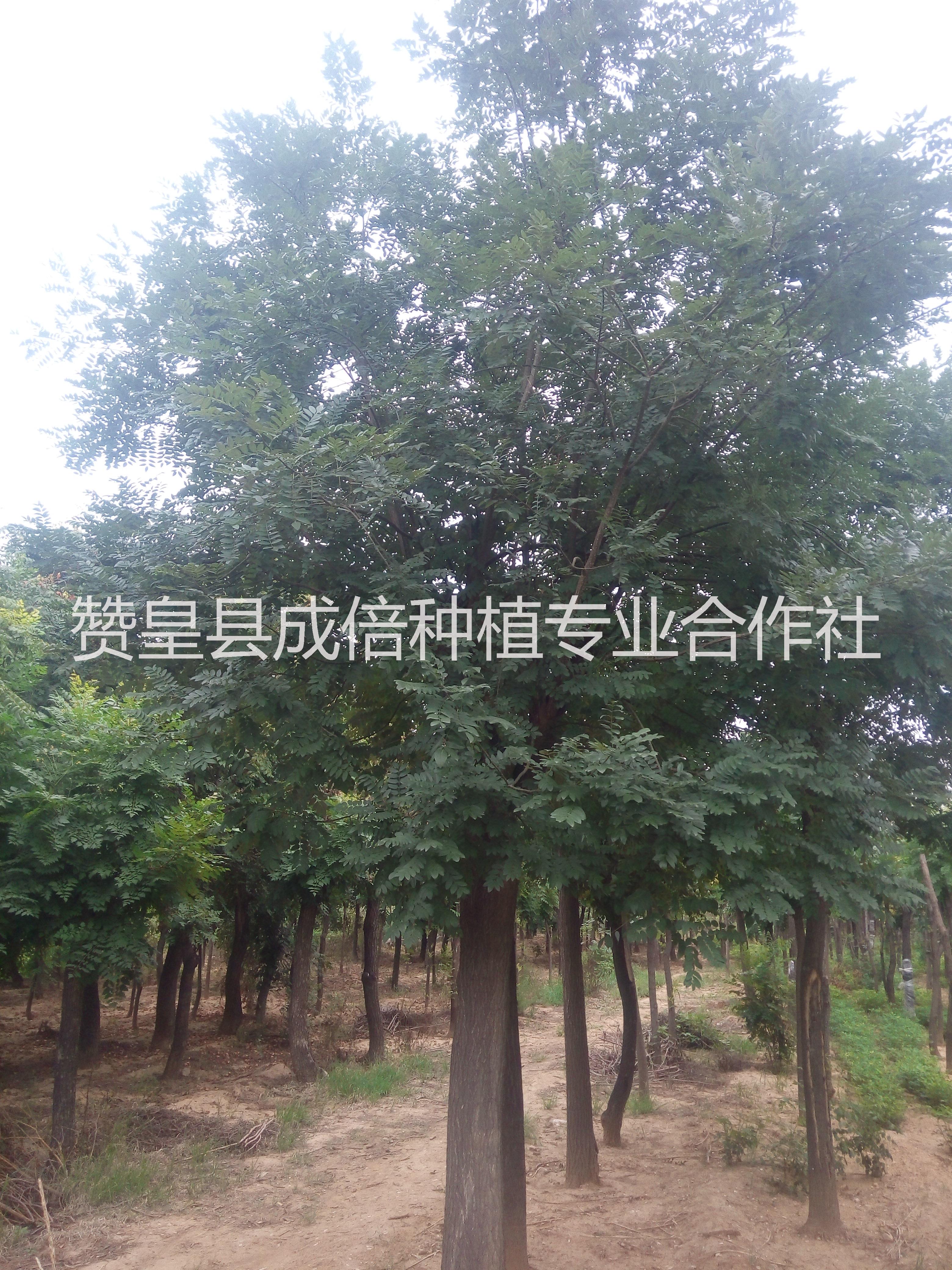供應(yīng)國(guó)槐大樹(shù) 國(guó)槐種植生產(chǎn) 國(guó)槐多少錢 國(guó)槐的種植基地