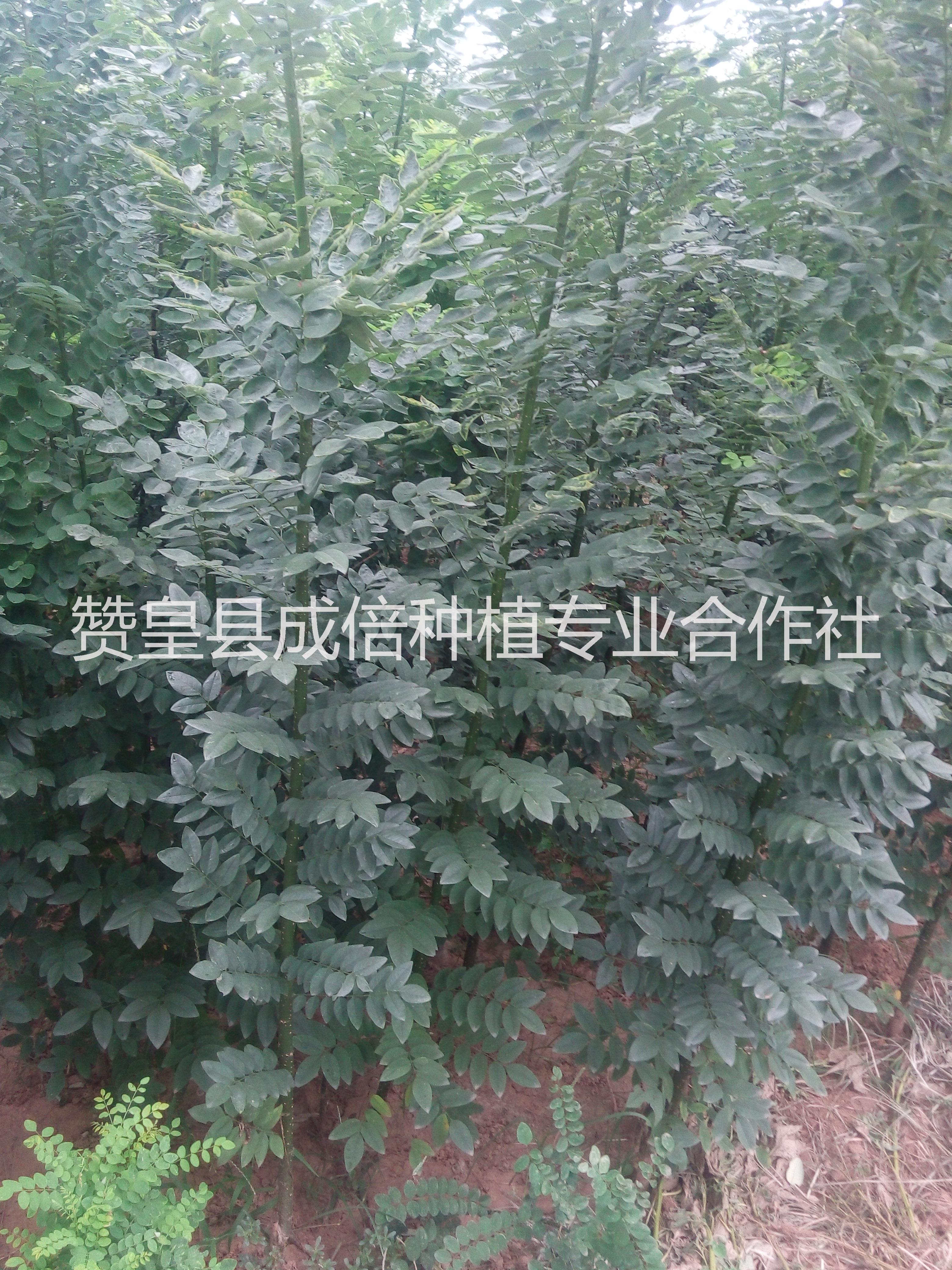 供應(yīng)大國(guó)槐樹(shù) 哪里有賣(mài)國(guó)槐大樹(shù)的 國(guó)槐種植基地 國(guó)槐批發(fā)價(jià)格多少