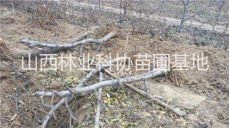 供應(yīng)核桃樹山西5-8-10公分核桃樹價格