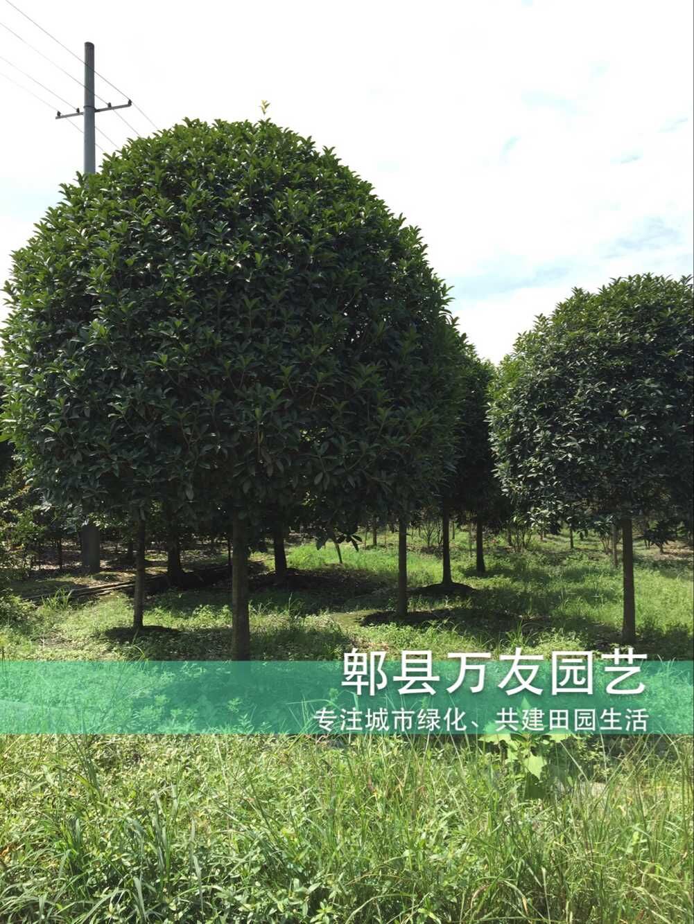 供應(yīng)湖北高桿桂花/湖北高桿桂花基地/湖北高桿桂花批發(fā)