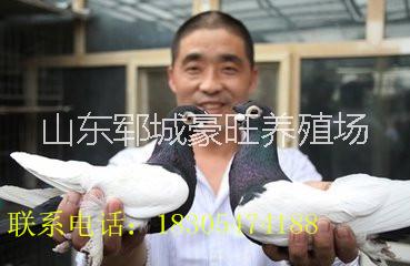 供應(yīng)賺錢的觀賞鴿