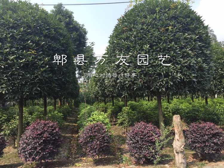 高桿桂花|成都桂花哪家便宜|四川桂花哪家便宜|成都萬友園林|成都桂花|成都桂花批發(fā)