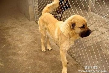 供應臨海養(yǎng)*賺錢嗎