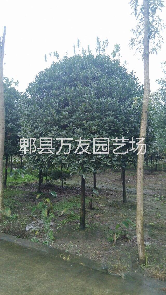 供應(yīng)成都高桿桂花/四川高桿桂花/成都高桿桂花基地/成都高桿桂花價(jià)格
