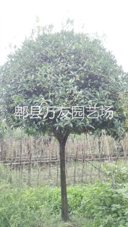 供應(yīng)成都桂花批發(fā)/高桿桂花基地/成都高桿桂花基地