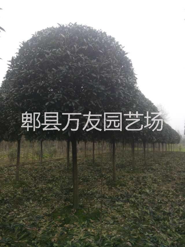 供應(yīng)廣西桂花/廣西哪里有高分枝桂花/高桿桂花批發(fā)