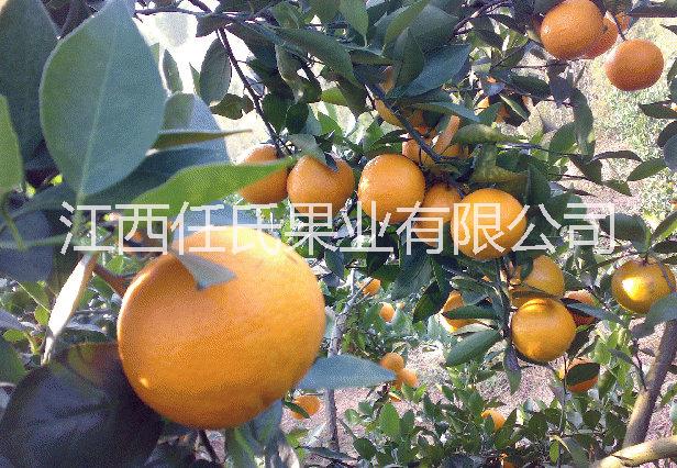 黃帝柑苗 皇妃貢柑苗 皇帝貢柑苗 皇妃柑桔苗 貢柑果樹苗