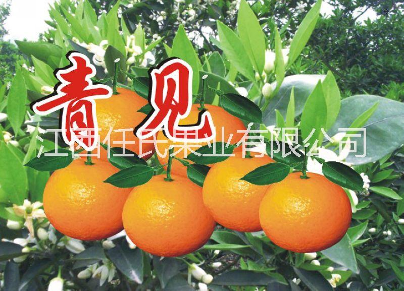 青見苗 青見柑桔苗 青見雜柑苗 青見臍橙苗