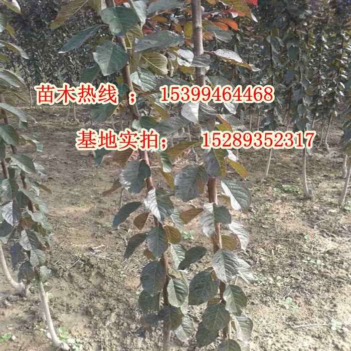 供應那里紅葉李苗多 陜西紅葉李苗批發(fā)苗圃 200萬棵紅葉李苗便宜處理