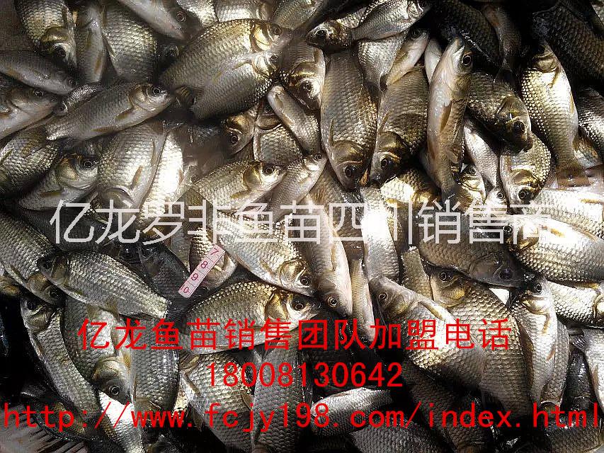 供應(yīng)安岳羅非魚豐產(chǎn)鯽魚苗水花商品成魚@