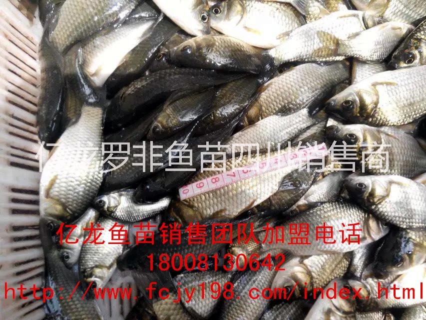 供應(yīng)巴中羅非魚鯽魚苗水花商品魚供應(yīng)@