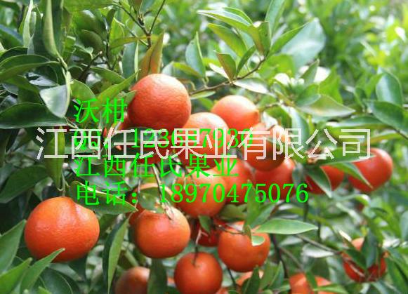 供應(yīng)用于種植的沃柑苗 沃桔苗 091沃柑苗 無(wú)核沃柑苗 無(wú)核沃桔苗