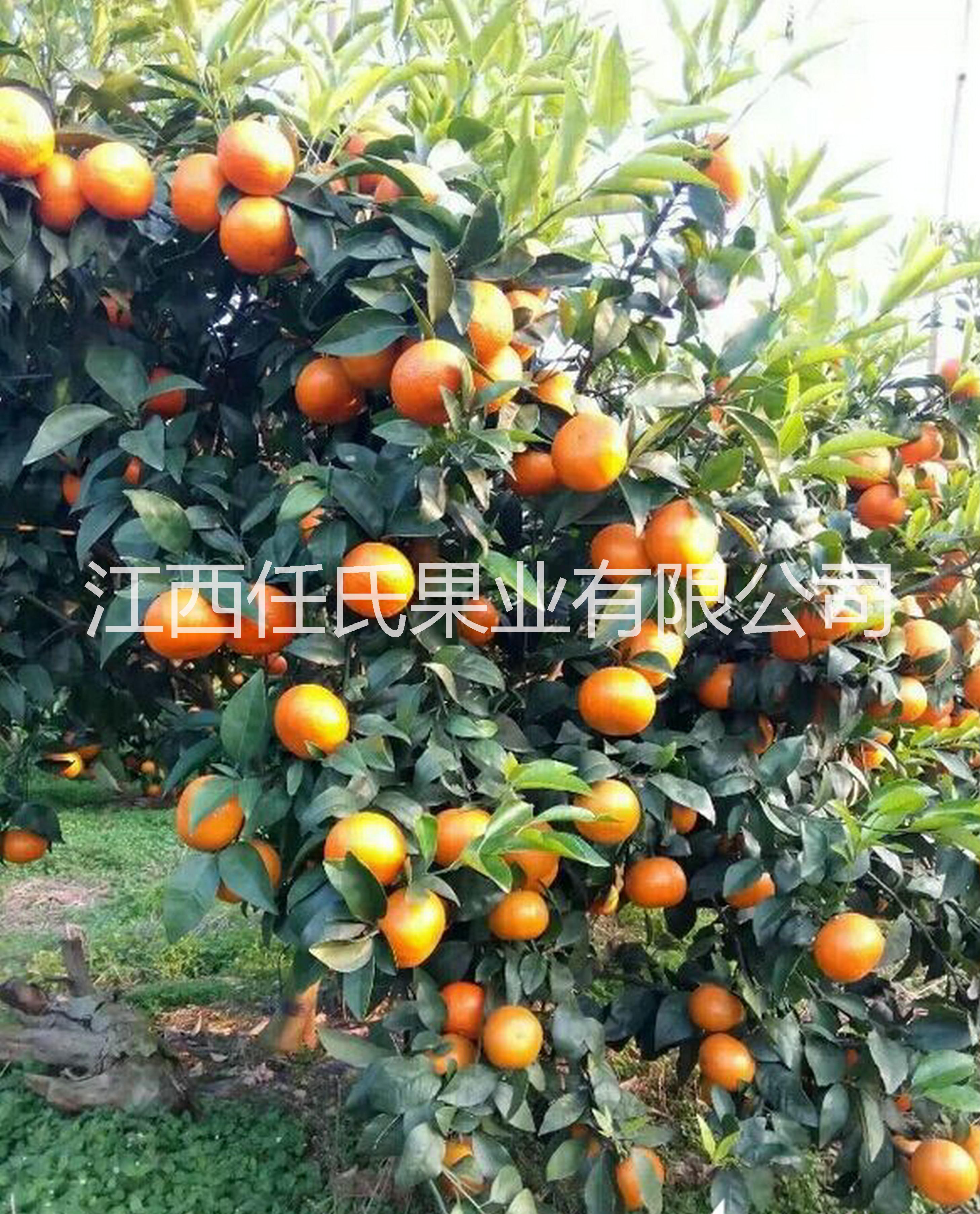 供應(yīng)用于種植的沃柑苗 沃桔苗 091沃柑苗 無(wú)核沃柑苗 無(wú)核沃桔苗