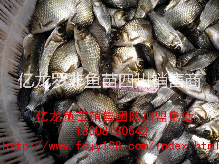供應(yīng)巴中羅非魚鯽魚苗水花商品魚供應(yīng)@