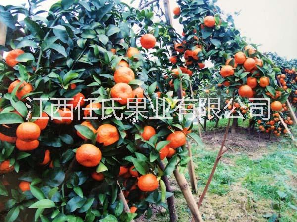 供應(yīng)用于種植的沃柑苗 沃桔苗 091沃柑苗 無(wú)核沃柑苗 無(wú)核沃桔苗