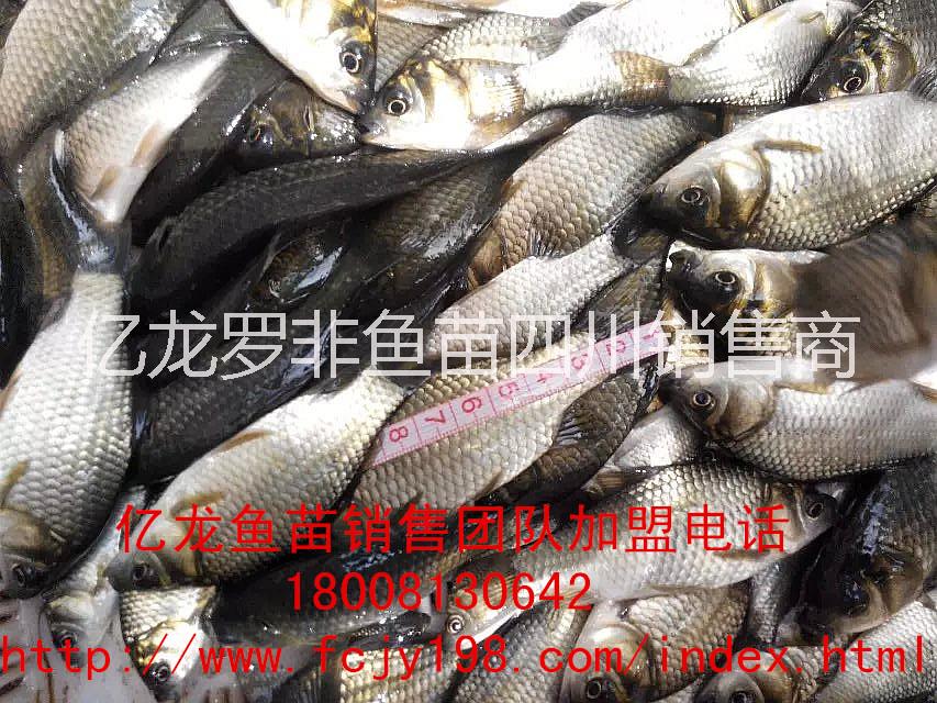 供應廣元羅非魚豐產鯽魚水花魚苗商品魚魚花