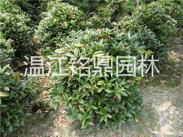 供應(yīng)四川龍桂籠子/龍桂籠子批發(fā)價格