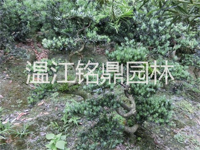 供應(yīng)四川羅漢松造型/成都羅漢松造型