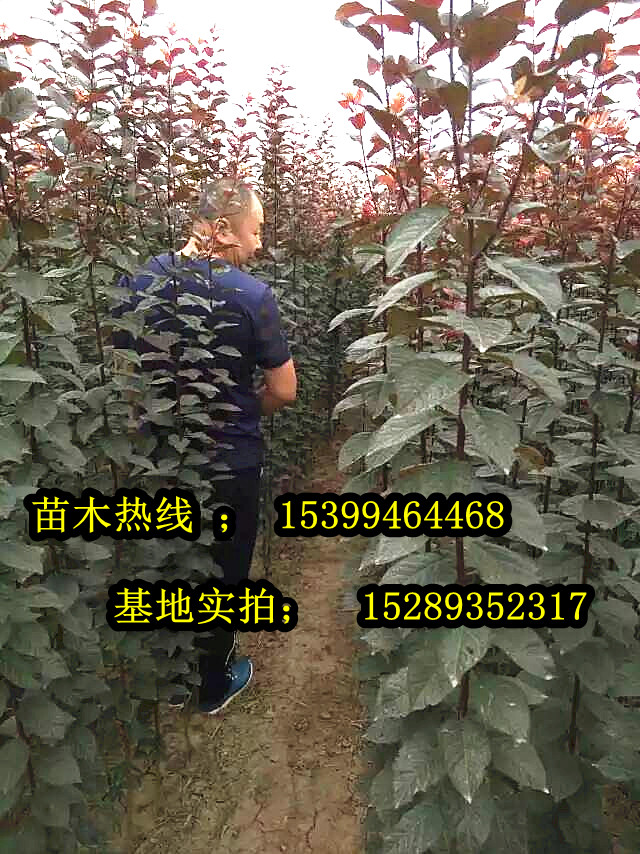 陜西紅葉李批發(fā) 紅葉李小苗 扦插紅葉李70萬棵*批發(fā)