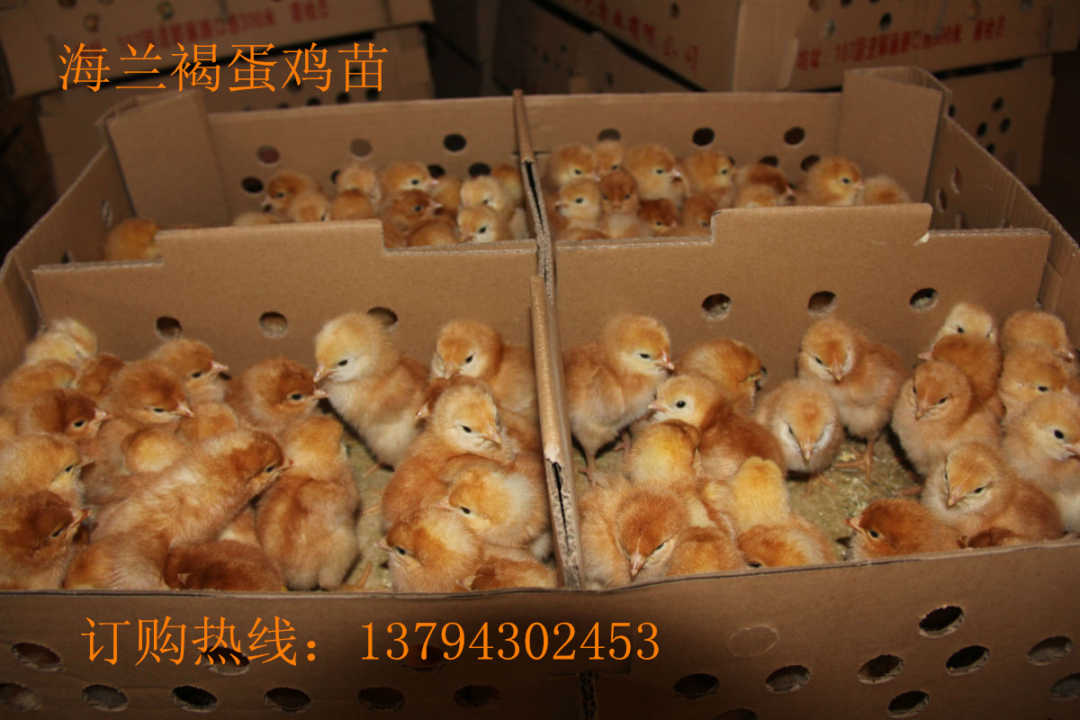 供應(yīng)用于種苗的供應(yīng)梅州蛋雞苗-年高產(chǎn)300枚蛋，梅州蛋雞苗批發(fā)，梅州蛋雞苗供應(yīng)