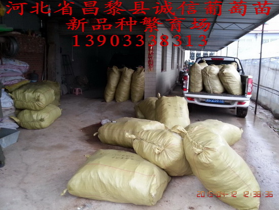 供應(yīng)用于種植的早夏無(wú)核葡萄苗供貨商，早夏無(wú)核葡萄苗報(bào)價(jià)格，早夏無(wú)核葡萄苗基地，早夏無(wú)核葡萄苗多少錢