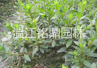 供應(yīng)四川春娟/春娟批發(fā)價格/四川成都春娟供應(yīng)基地