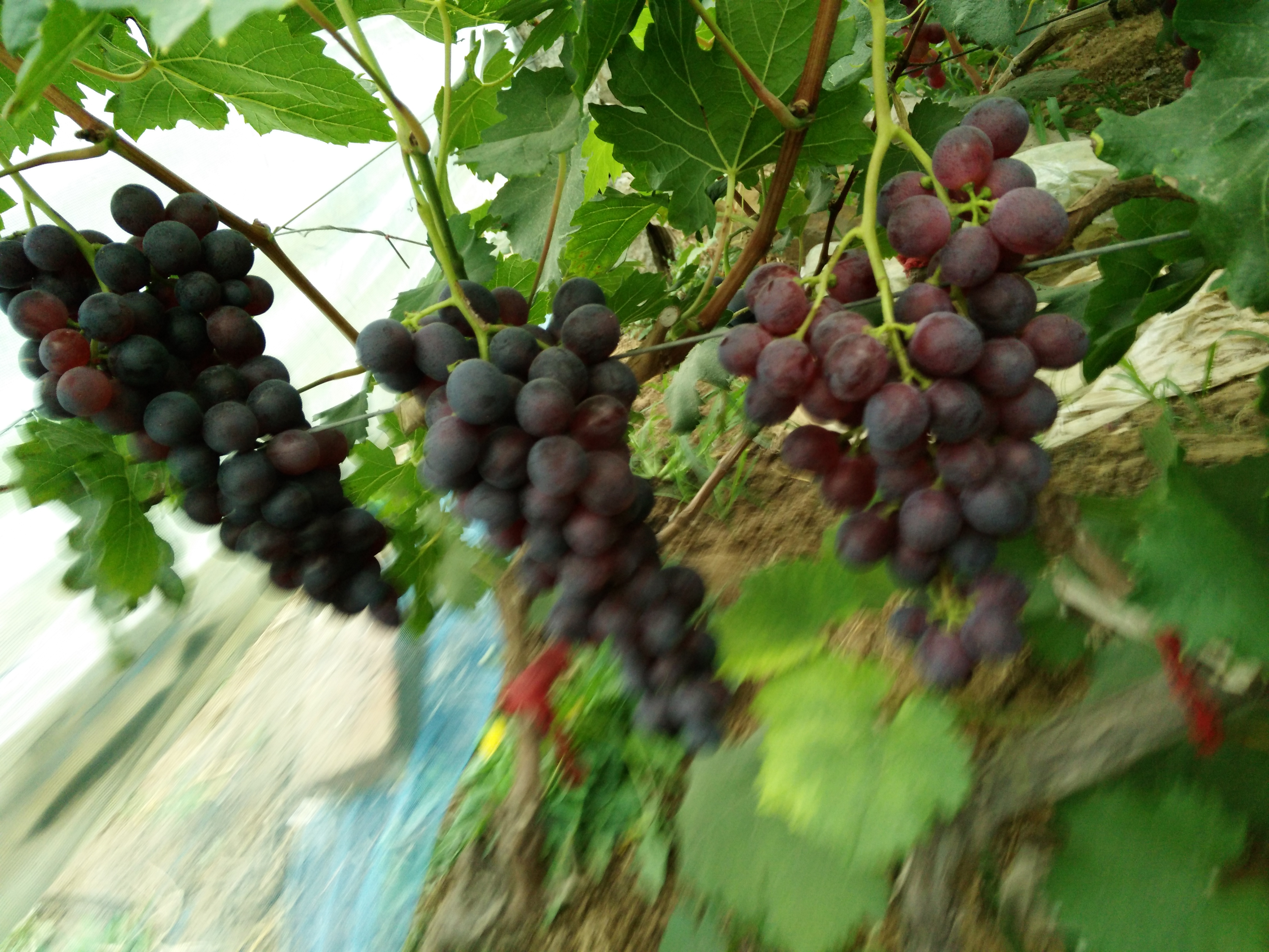 供應(yīng)榮名葡萄苗4號種植技術(shù)