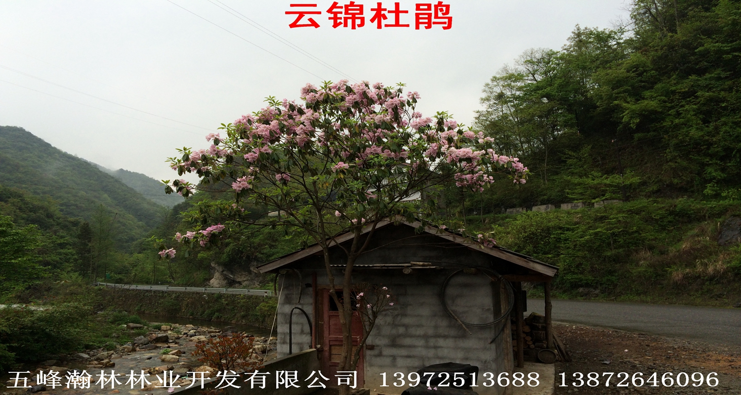 供應(yīng)湖北云錦杜鵑小苗