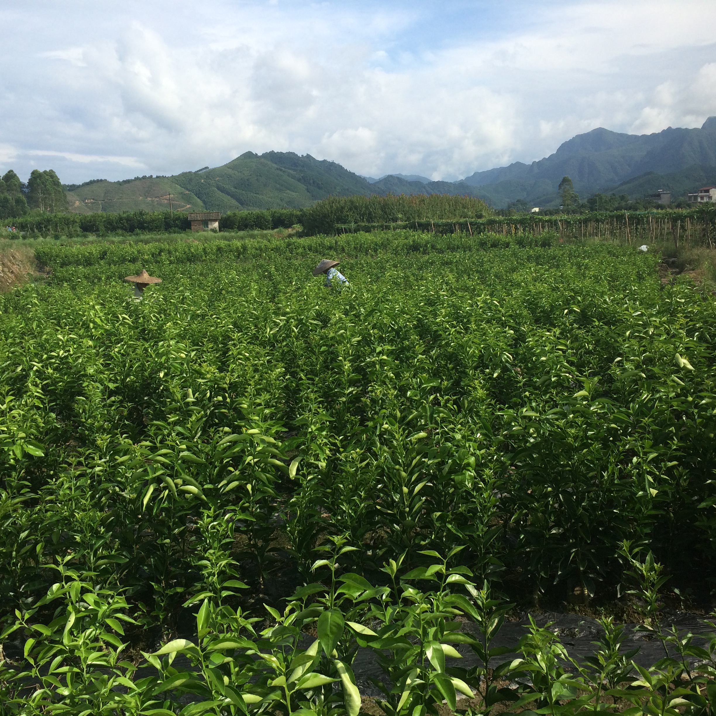 供應用于種植的貢柑皇帝柑果苗