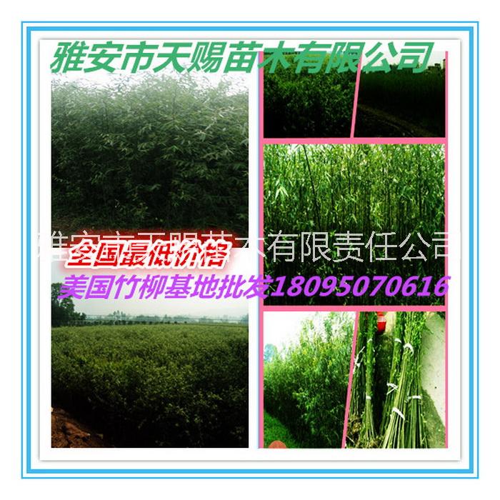 供應(yīng)美國(guó)速生竹柳3號(hào) 雅安天賜苗木基地